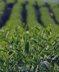 茶葉及其相關制品行業